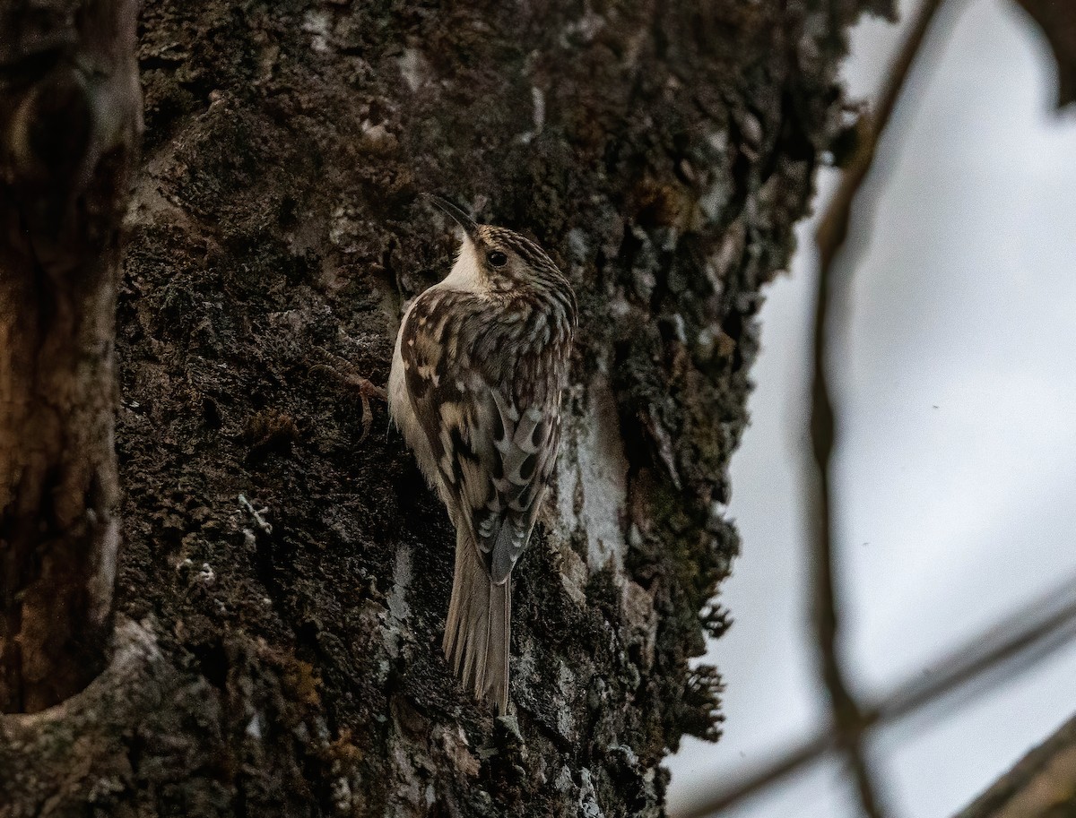 Brown Creeper - ML326689211