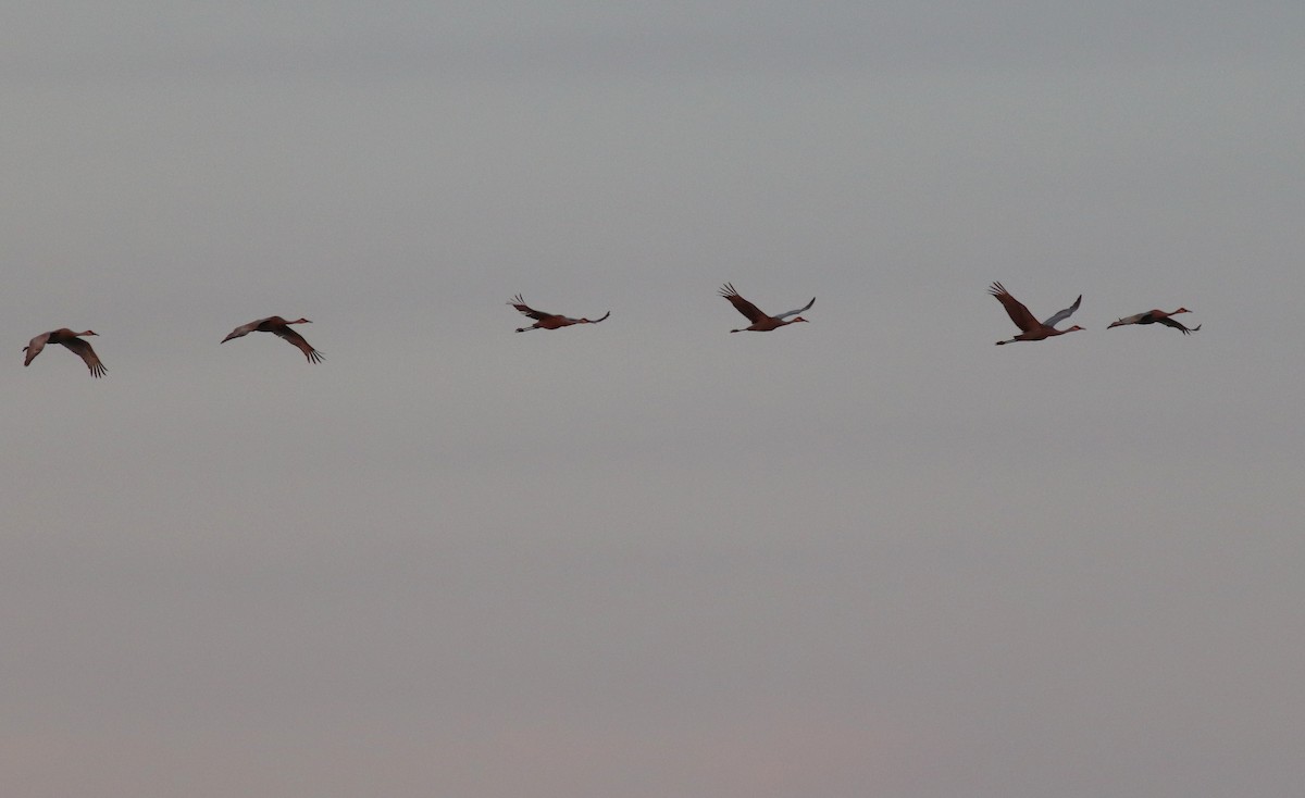 Sandhill Crane - ML326689851