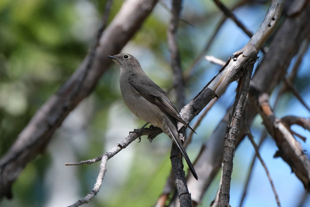 Townsend's Solitaire - ML326690391