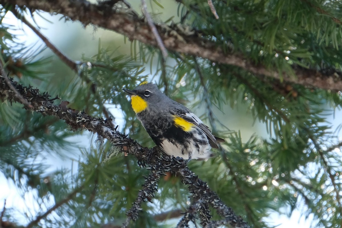 Yellow-rumped Warbler (Audubon's) - ML326690661