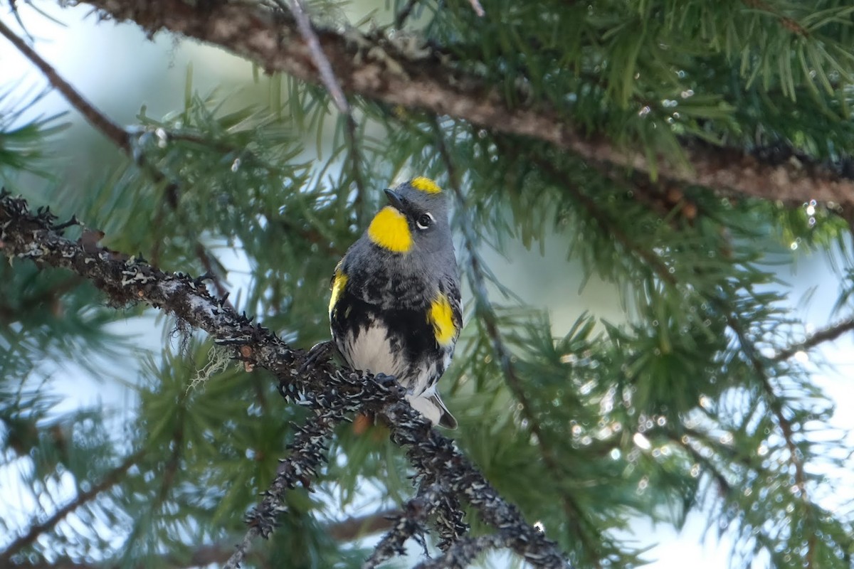 Yellow-rumped Warbler (Audubon's) - ML326690671