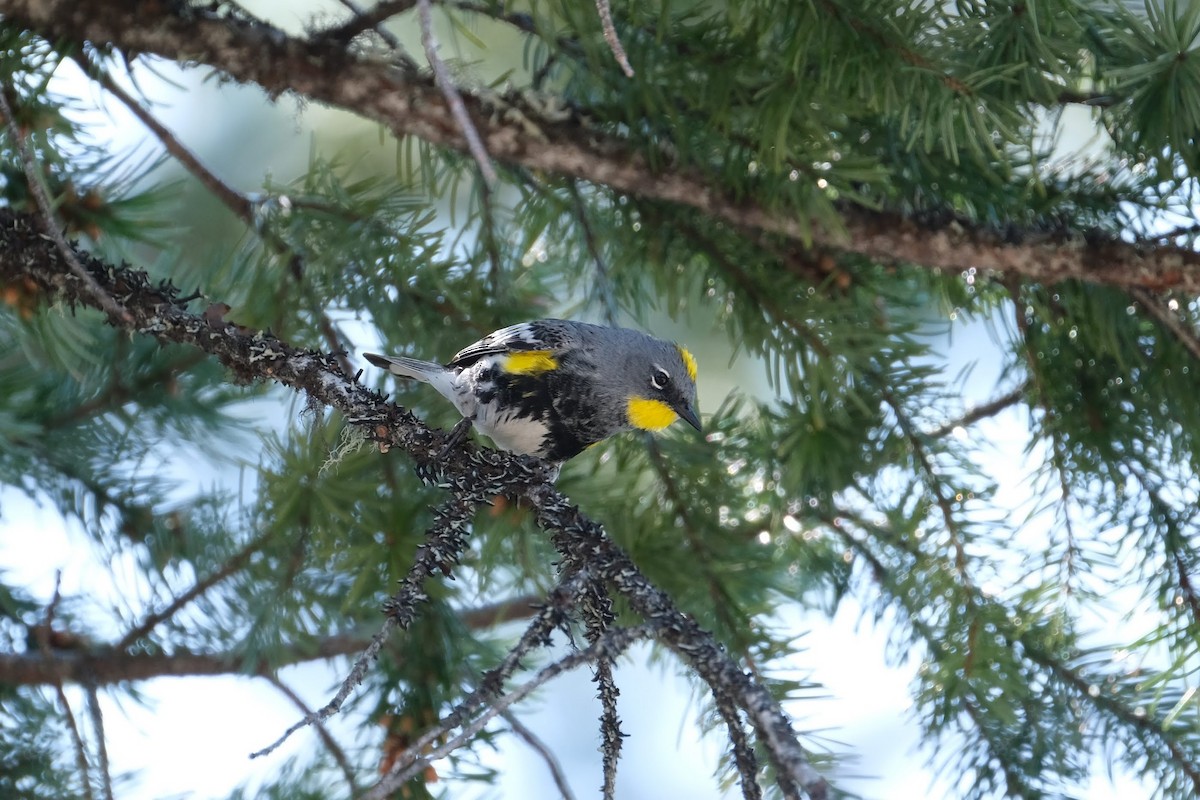 Yellow-rumped Warbler (Audubon's) - ML326690681
