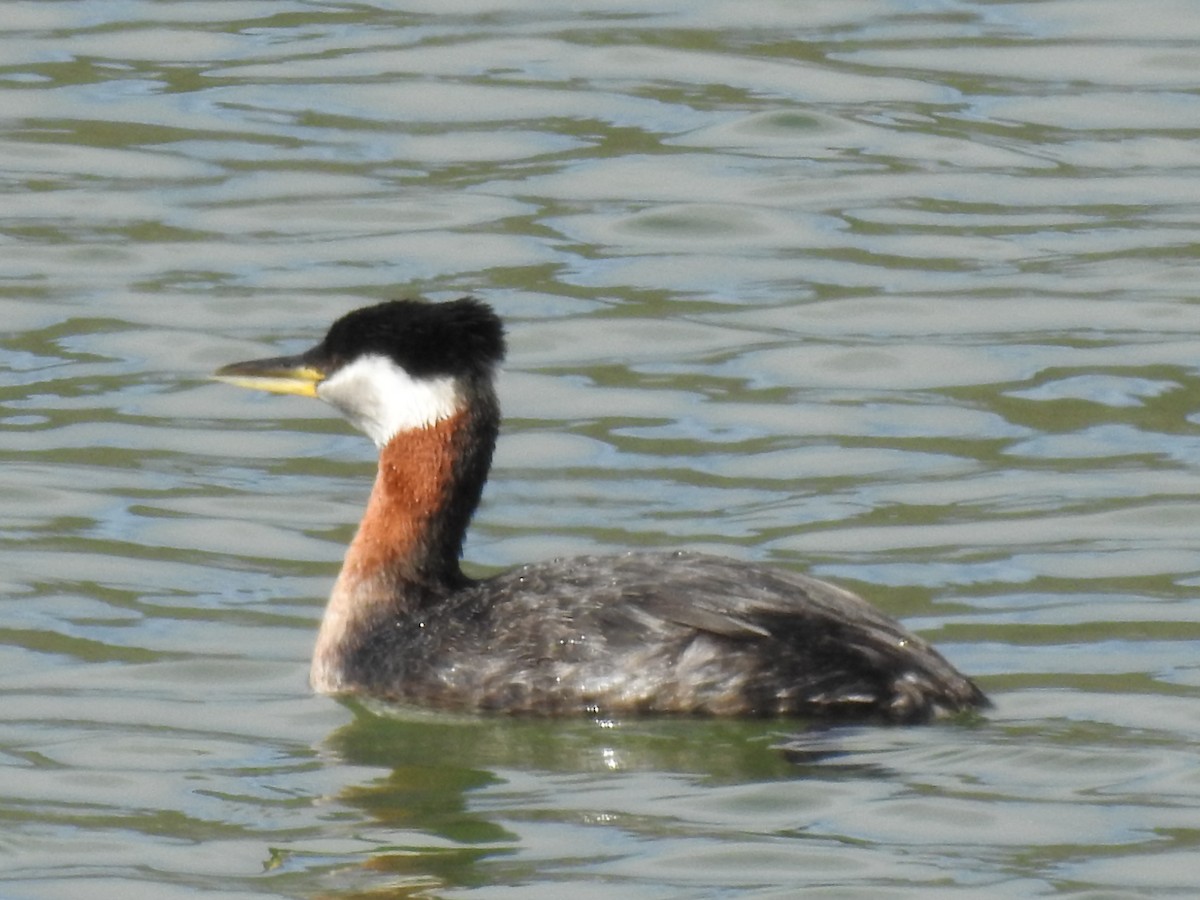 Red-necked Grebe - ML326692441