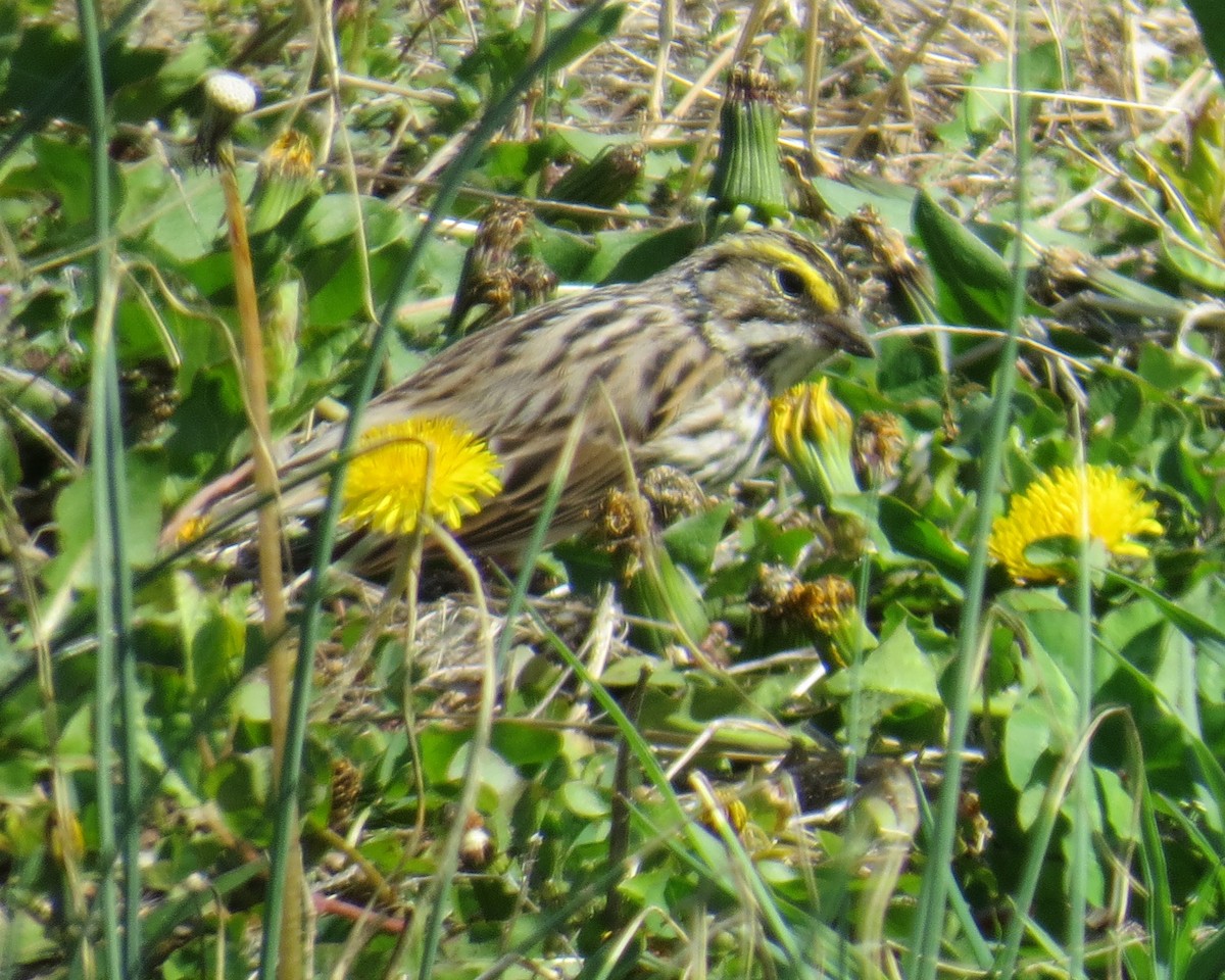 Savannah Sparrow - Tim Pinkston