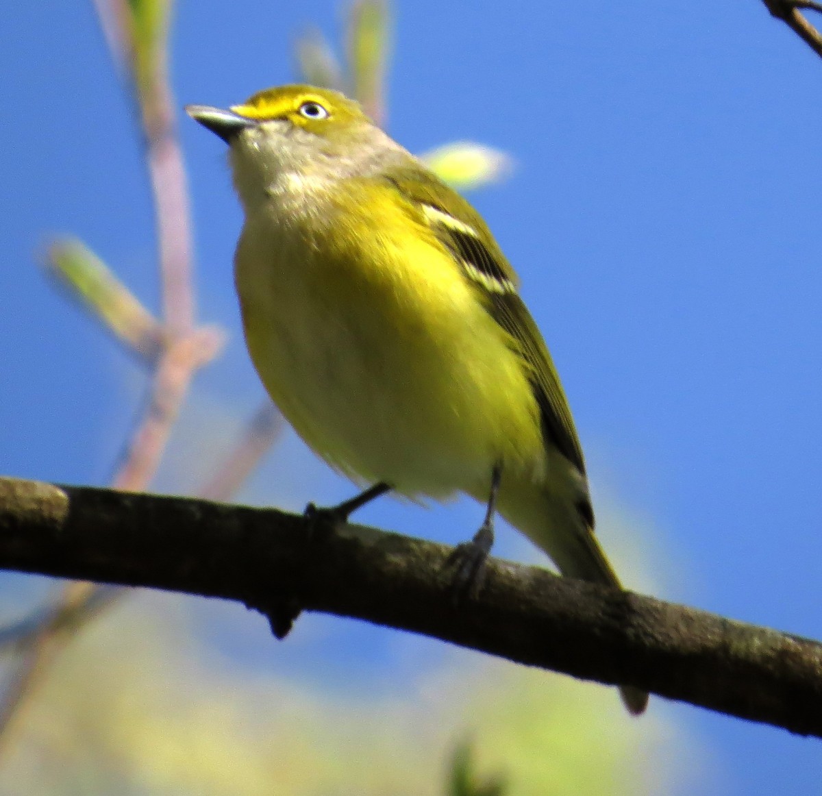 Ak Gözlü Vireo - ML32669351