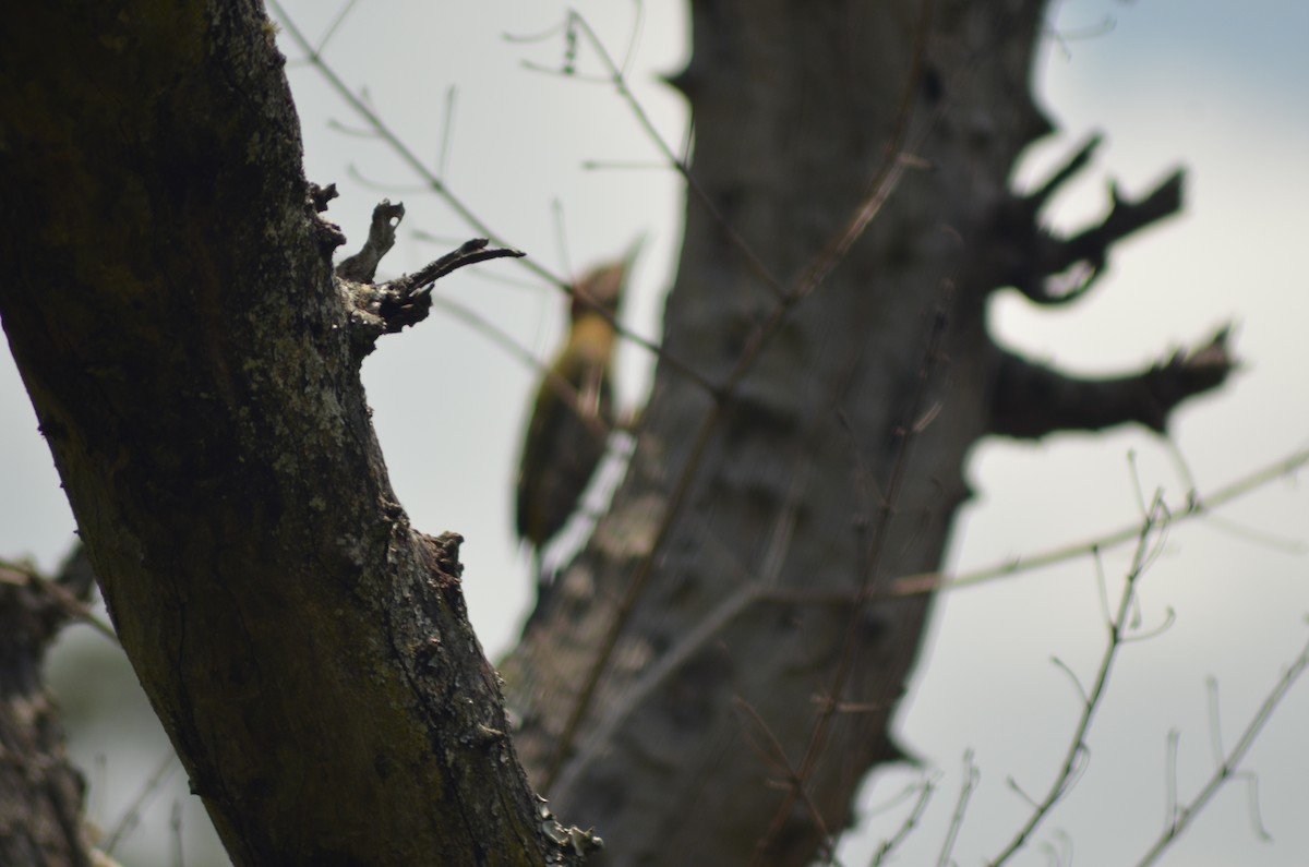 Streak-throated Woodpecker - vaazhaikumar kumar