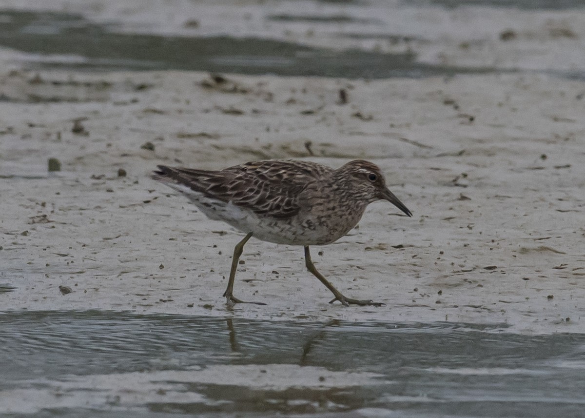 Sharp-tailed Sandpiper - ML32669481