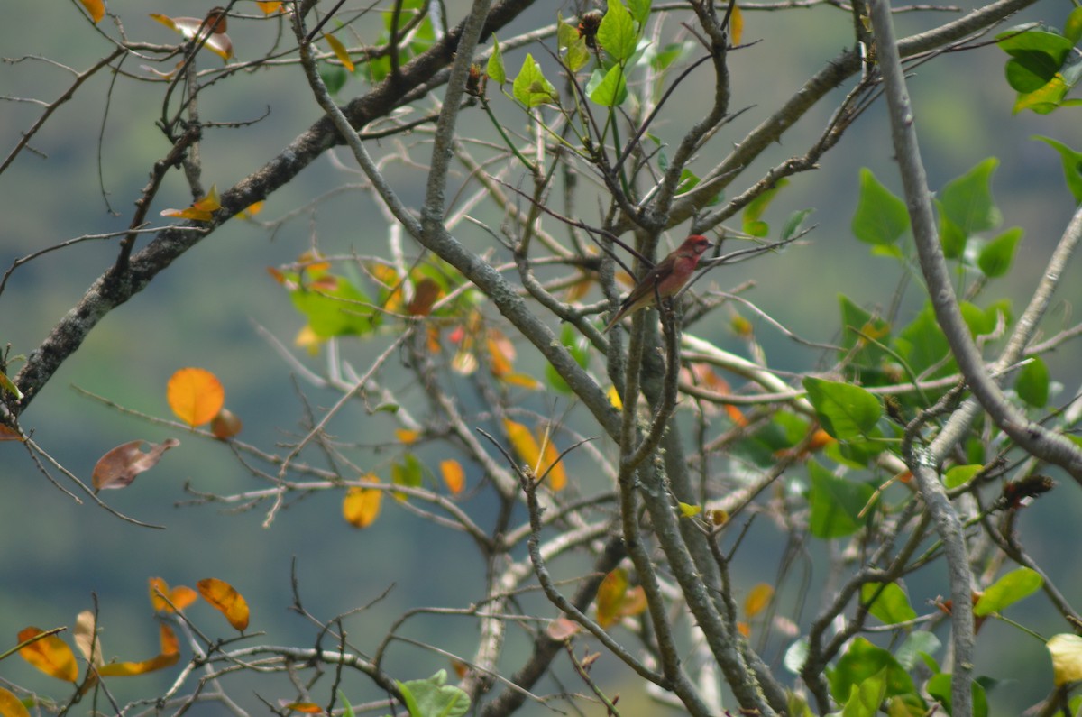 Common Rosefinch - vaazhaikumar kumar