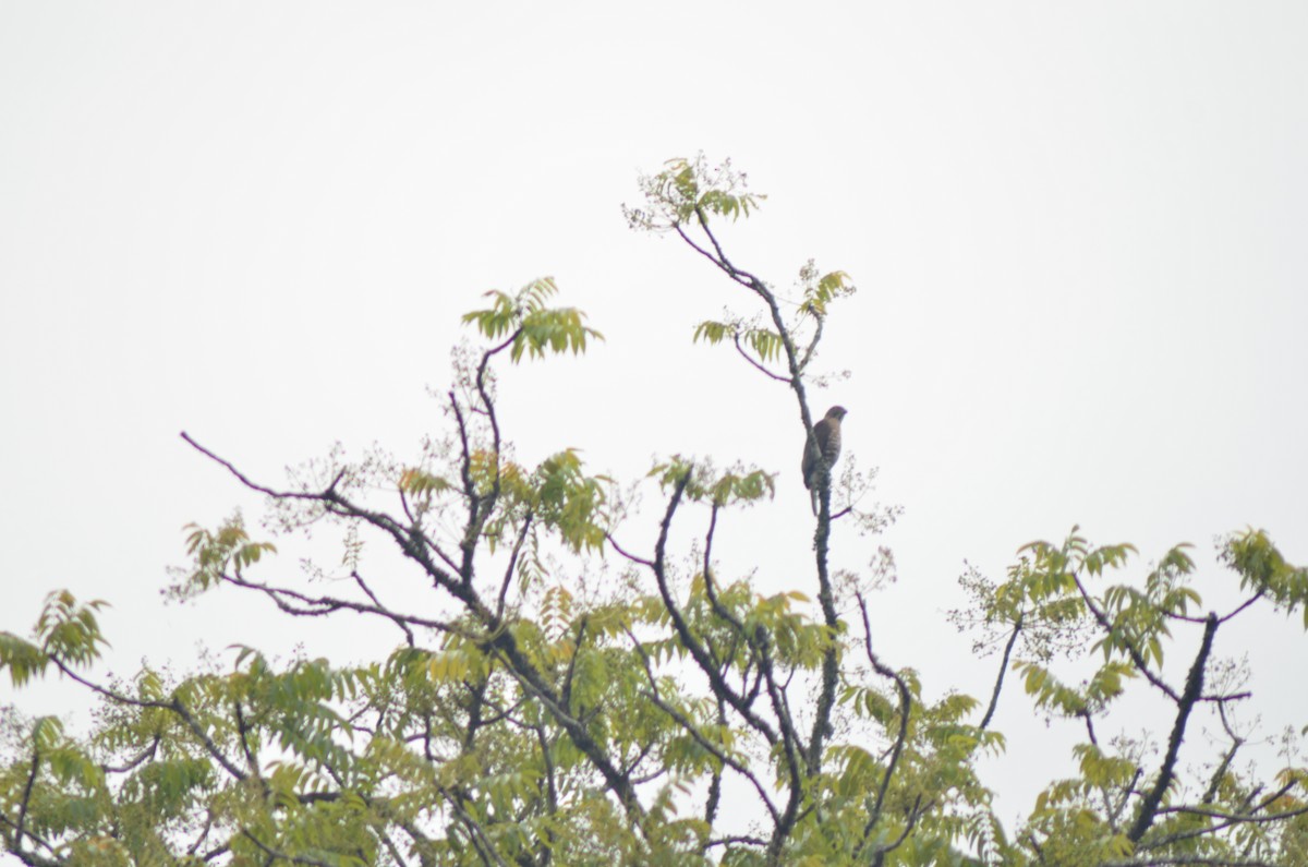Crested Goshawk - ML326695771