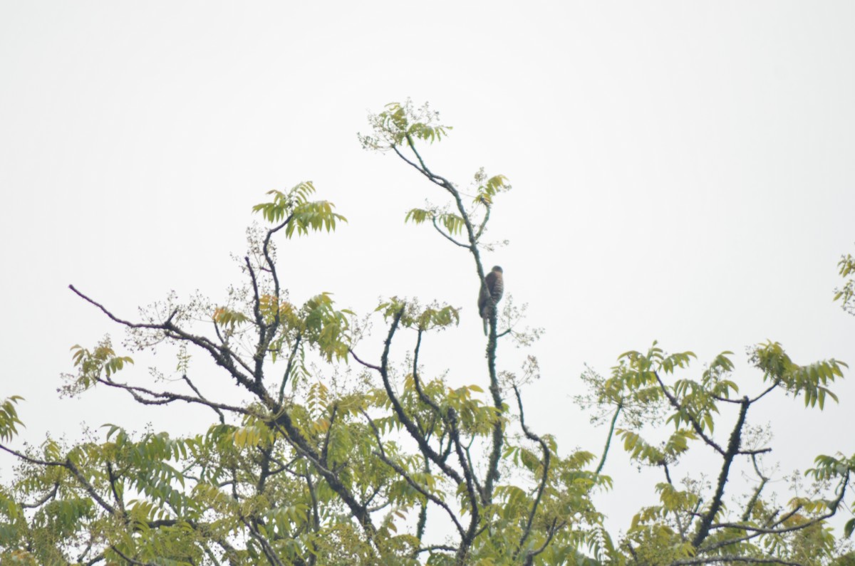 Crested Goshawk - ML326695811