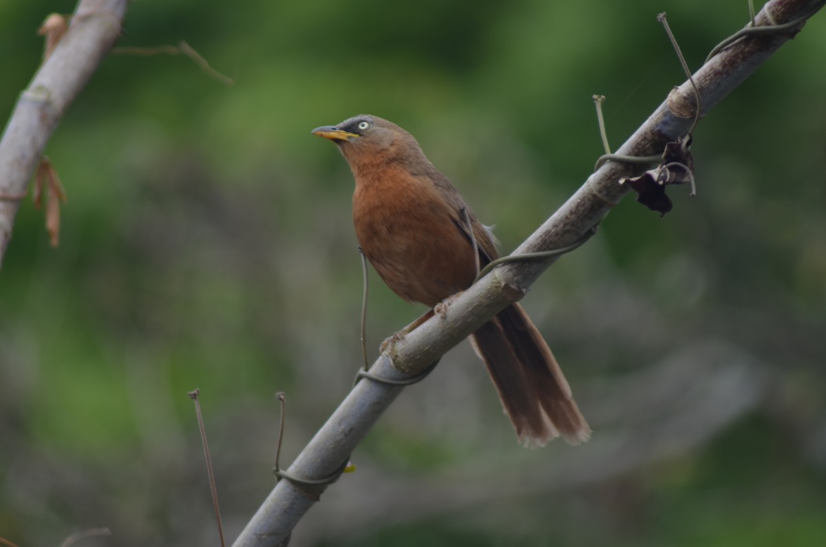 Rufous Babbler - ML326697231