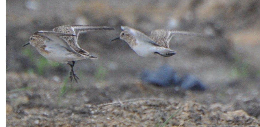 Baird's Sandpiper - ML326697261