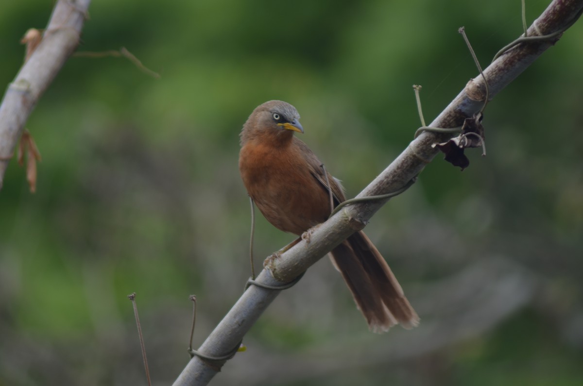 Rufous Babbler - ML326697331