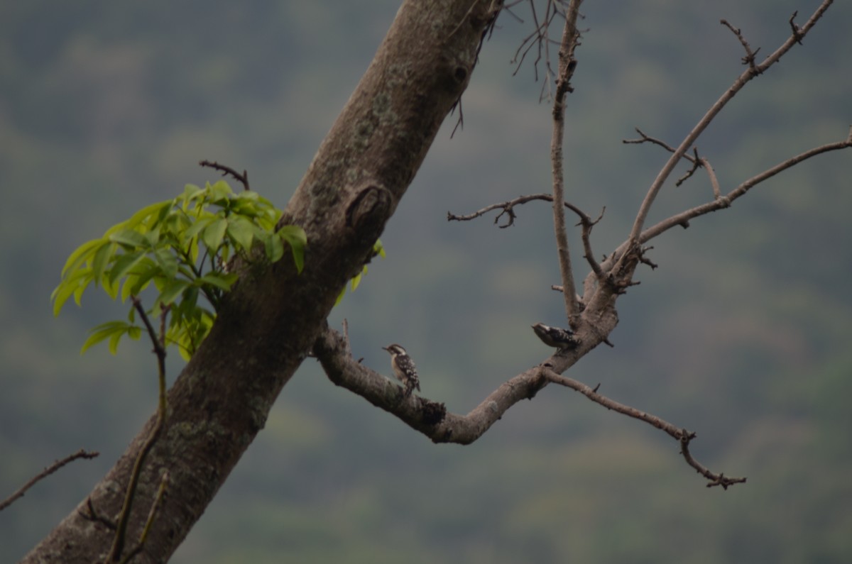 Brown-capped Pygmy Woodpecker - vaazhaikumar kumar