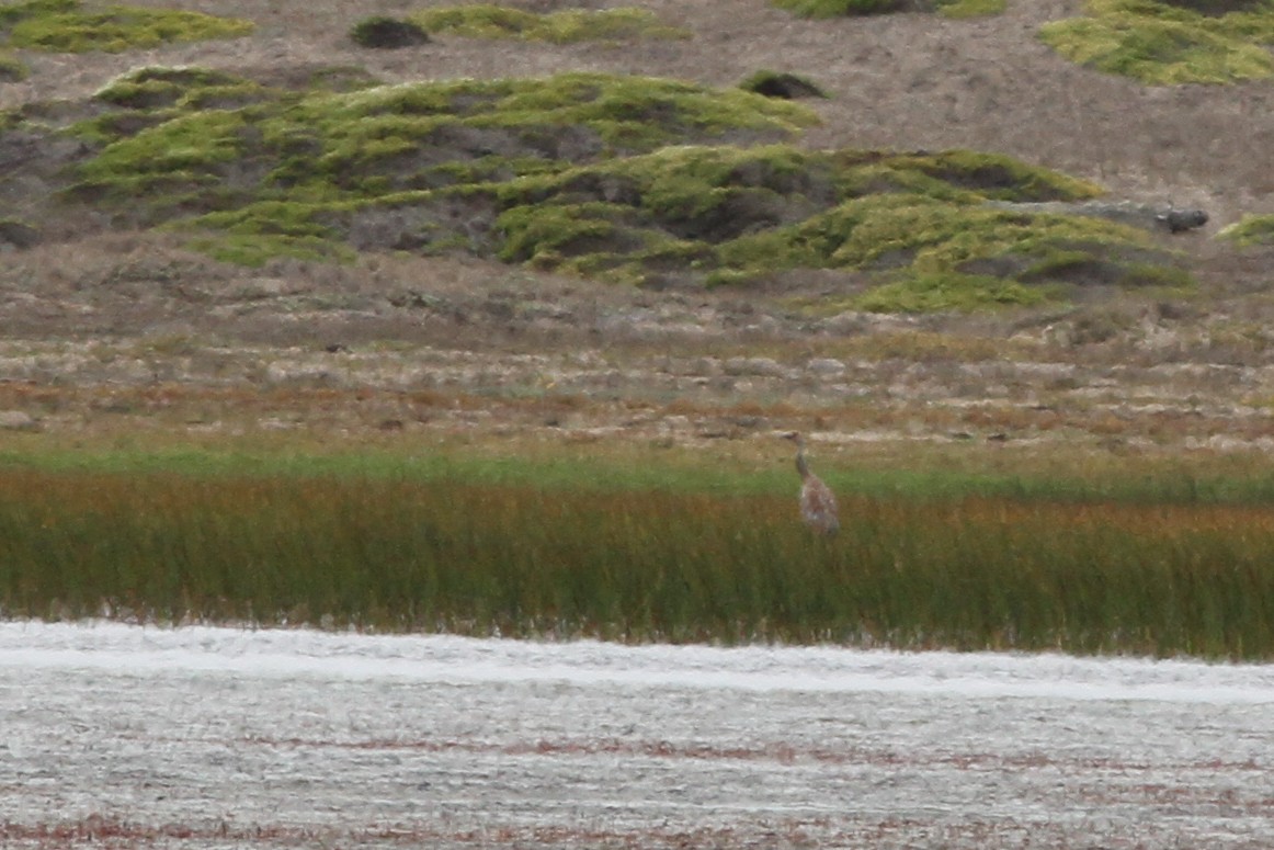 Sandhill Crane - John Garrett