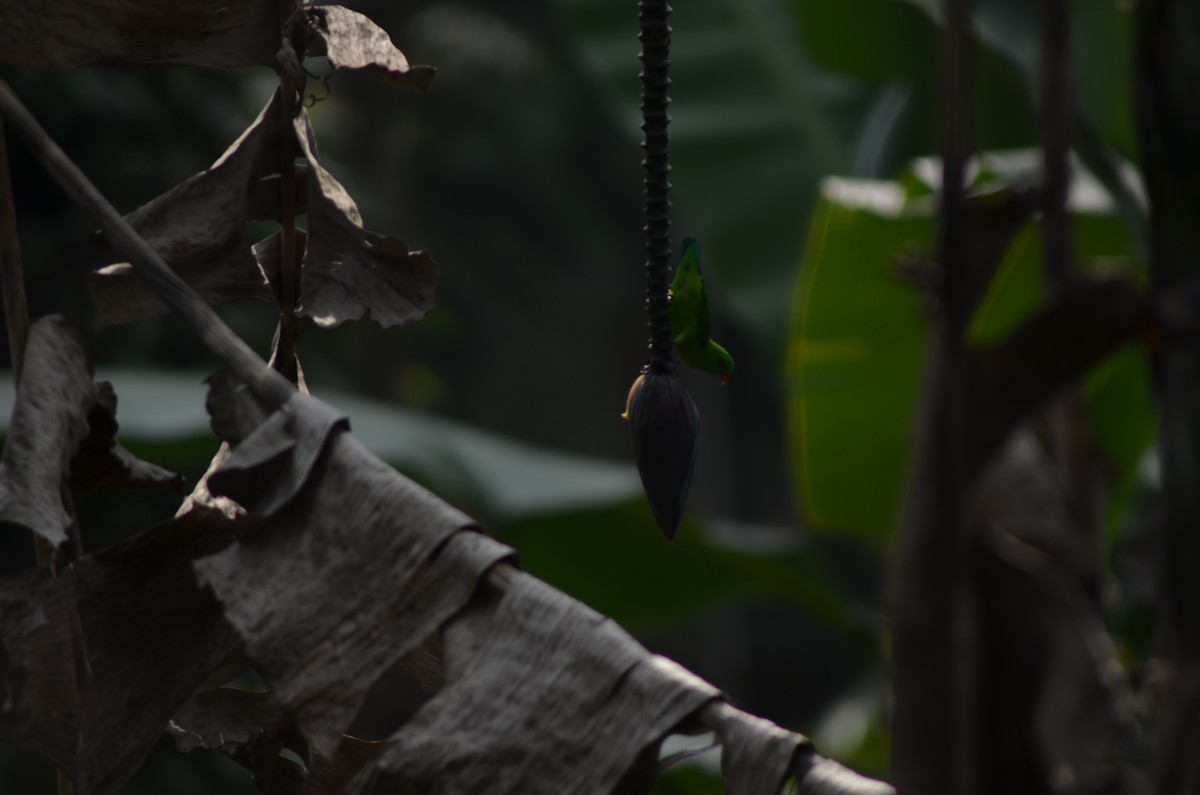 Vernal Hanging-Parrot - vaazhaikumar kumar