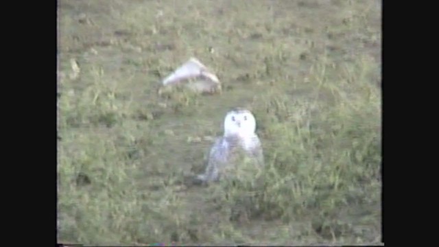 Snowy Owl - ML326699631