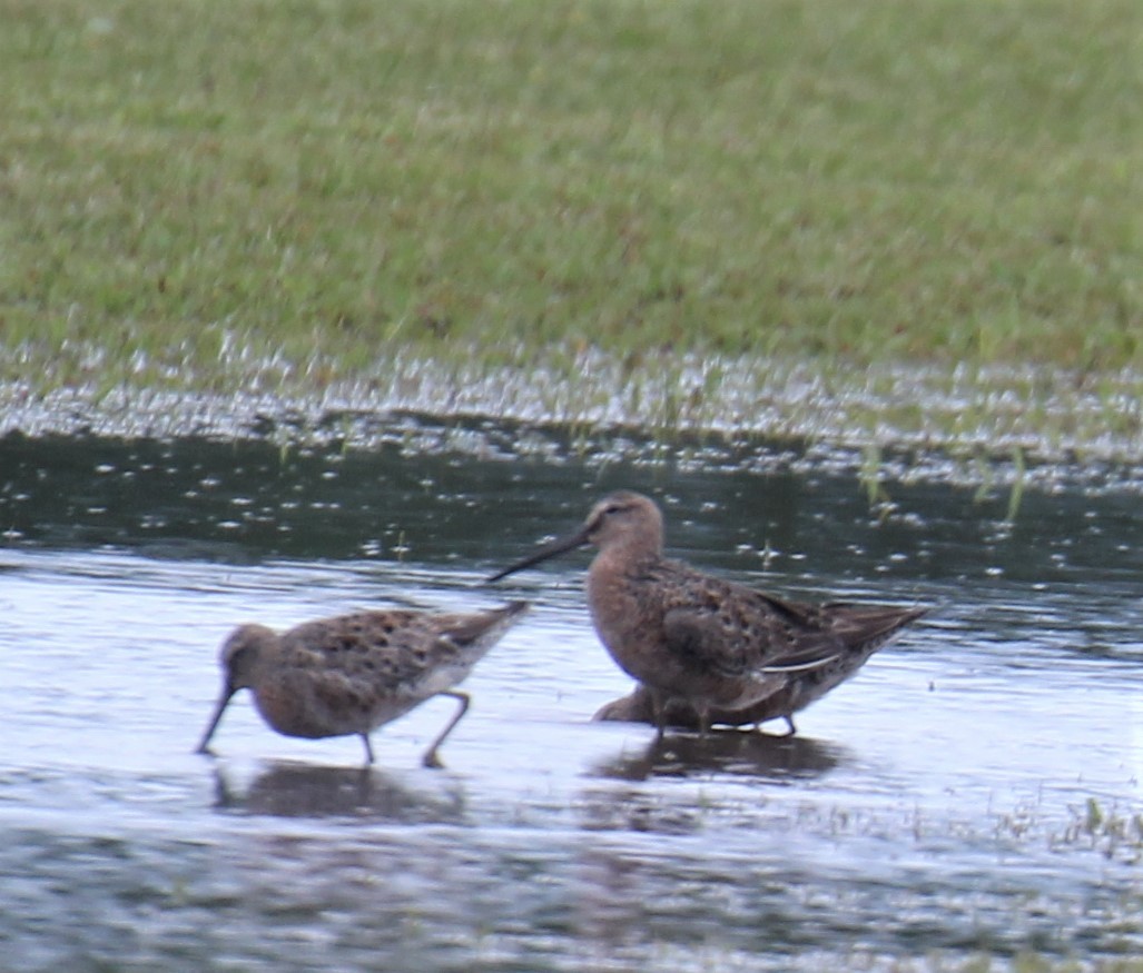 Long-billed Dowitcher - Lawrence Gardella