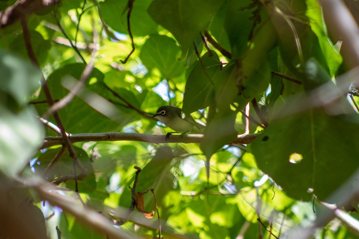 Bridled White-eye - Cameron Piper