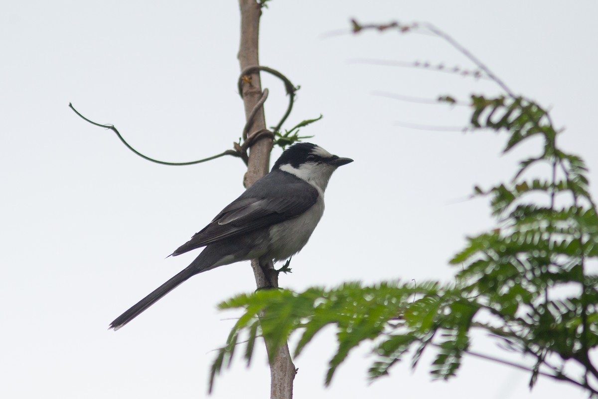 Ashy Minivet - ML326706591