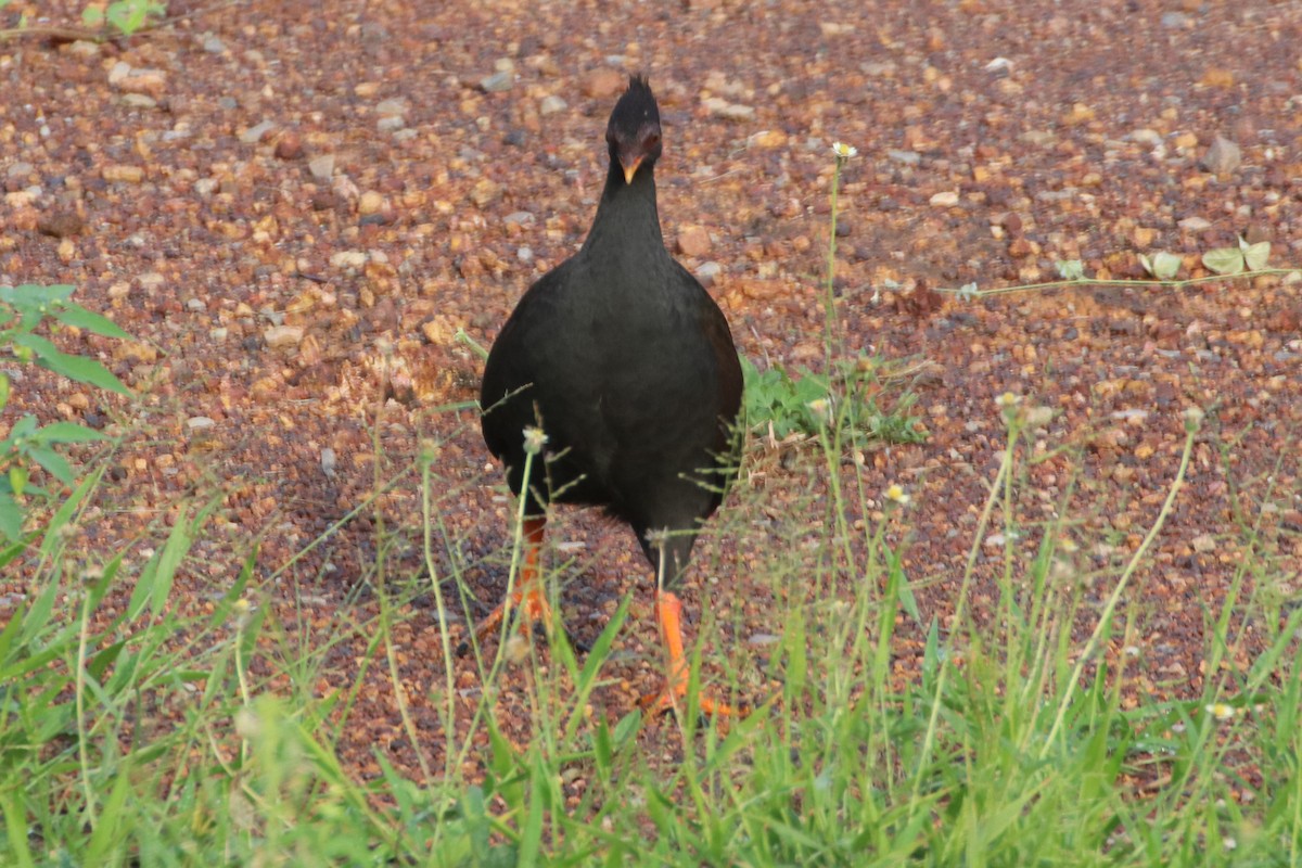 Rotbein-Großfußhuhn - ML326707201