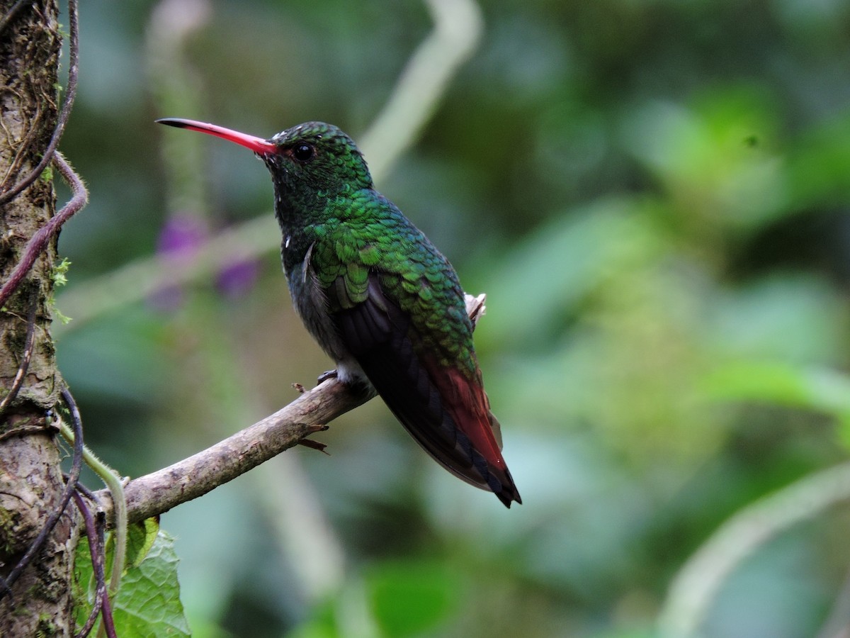 Rufous-tailed Hummingbird - ML326707221