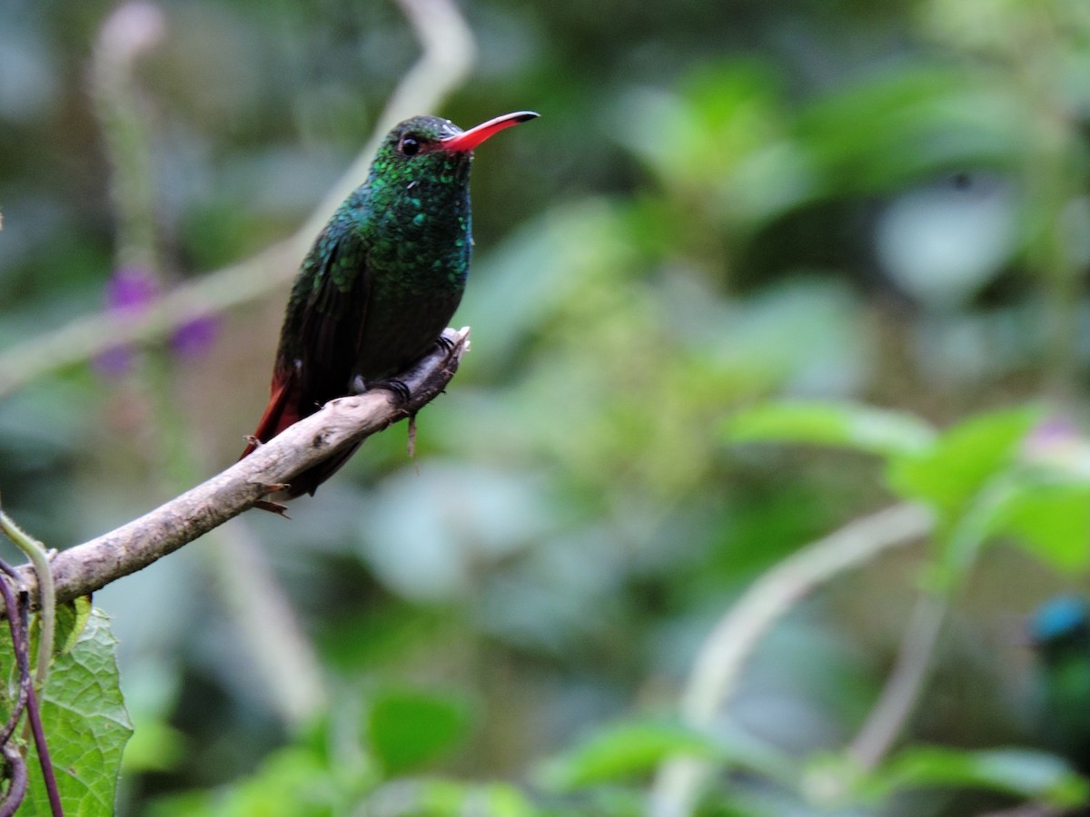 Rufous-tailed Hummingbird - ML326707231