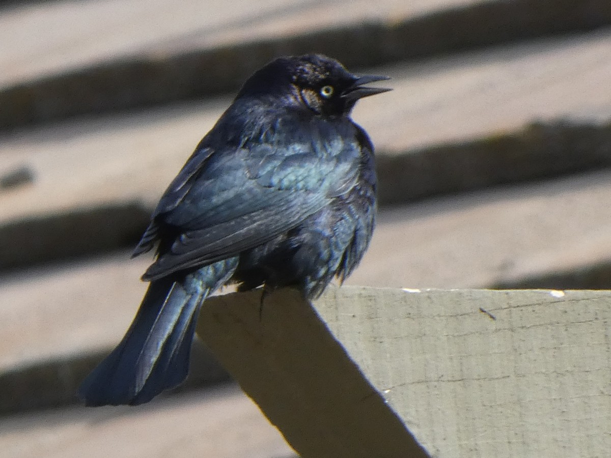 Brewer's Blackbird - Braxton Landsman