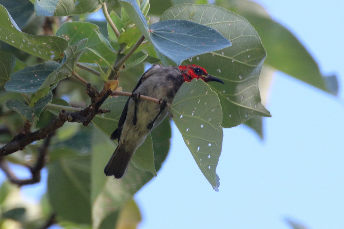 Red-headed Myzomela - ML326708661