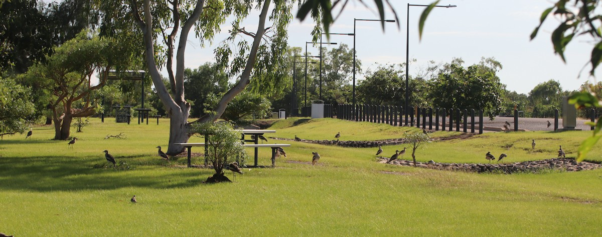 Bush Thick-knee - ML326709201