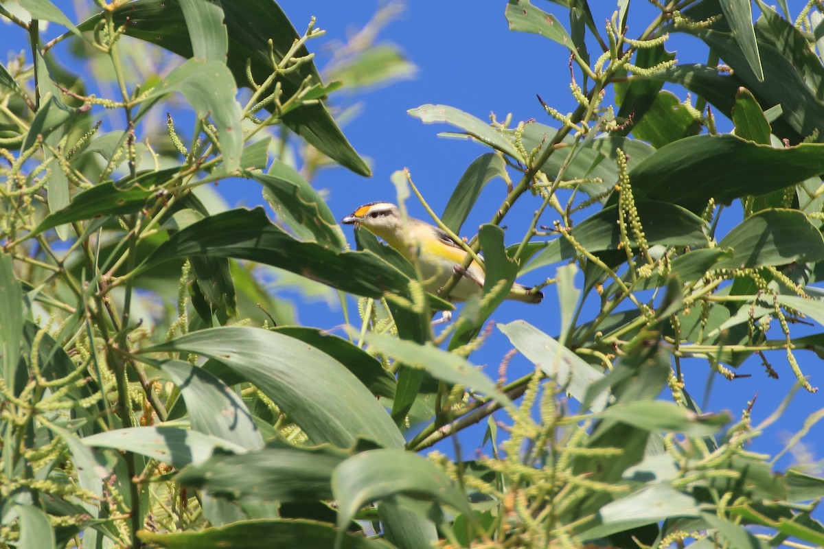 Striated Pardalote (Black-headed) - ML326709801