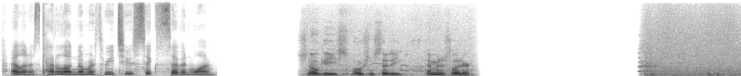 Snow Goose - ML32671