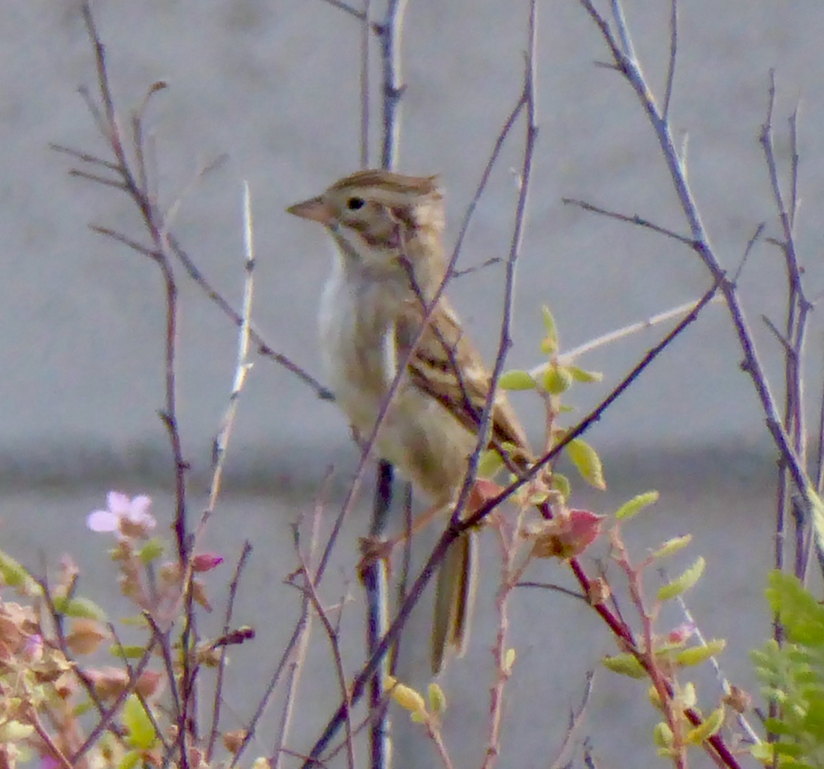 Brewer's Sparrow - Mary Jane Gagnier