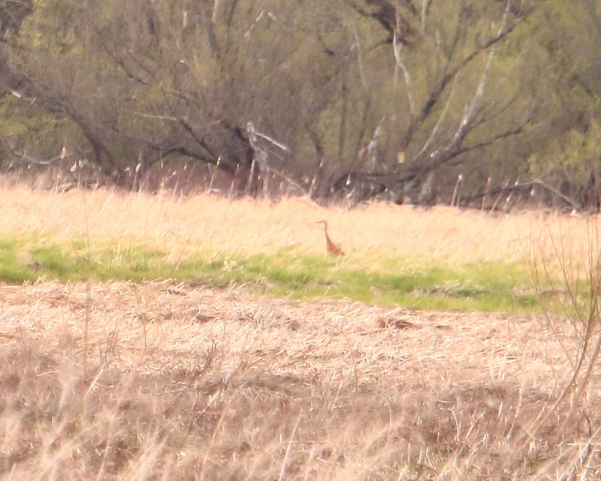 Sandhill Crane - ML326715641