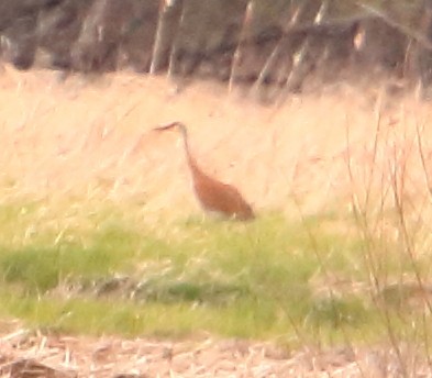 Sandhill Crane - ML326715911