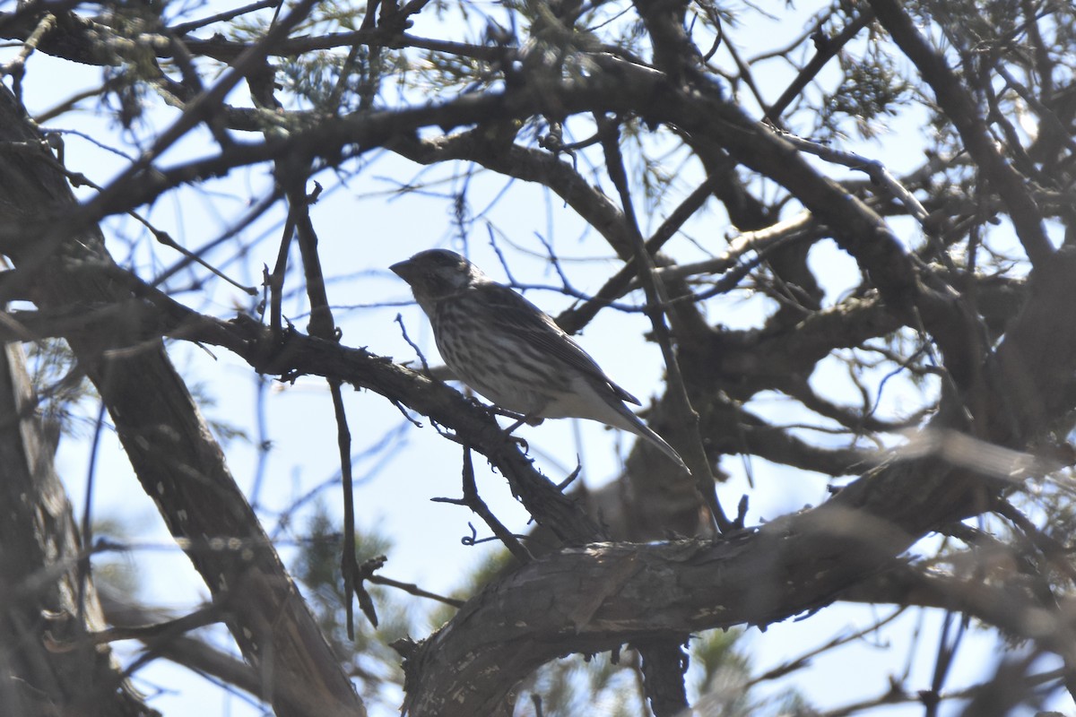 Purple Finch - ML326717841