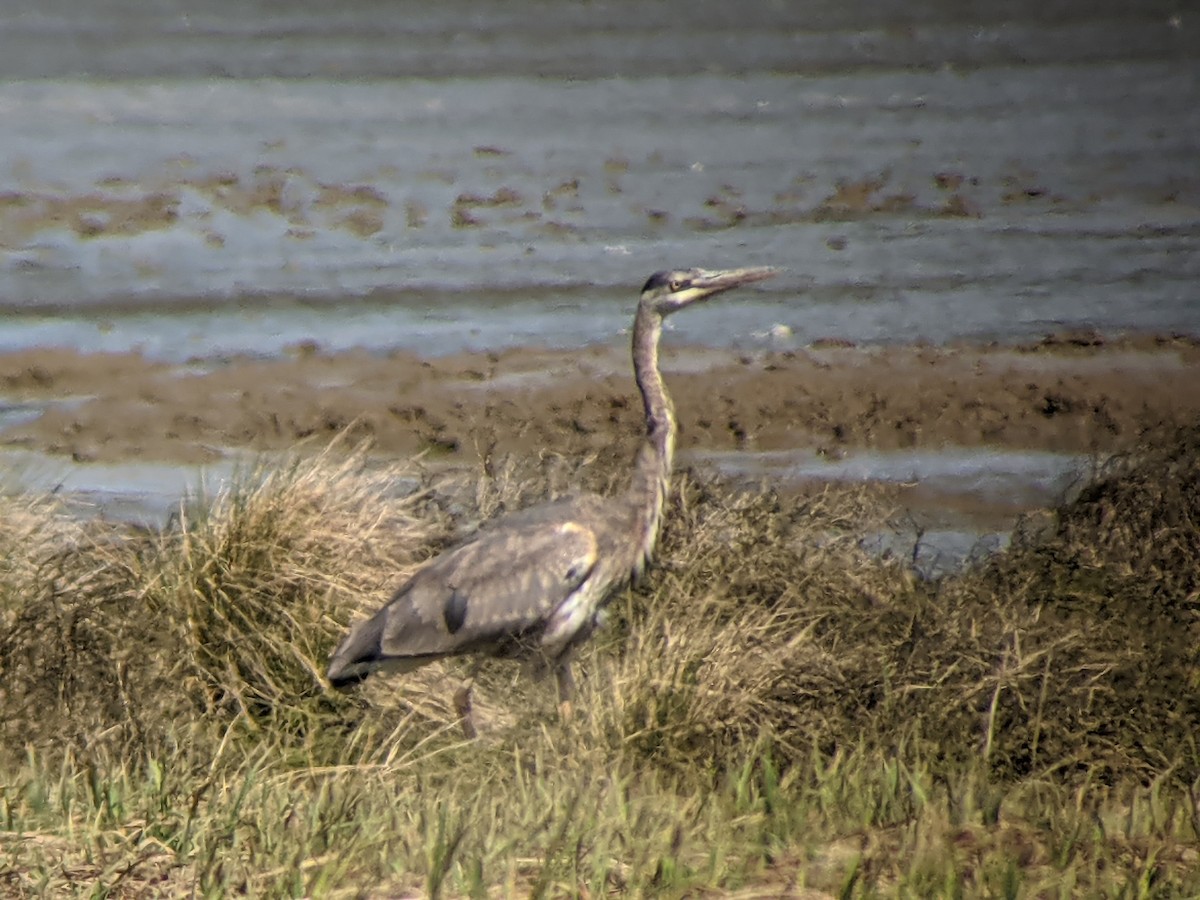 Great Blue Heron - ML326719641