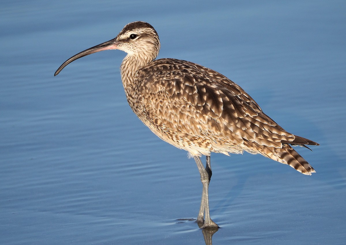 Whimbrel - ML326721591