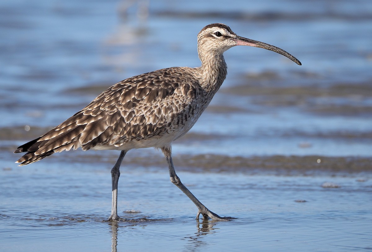 Whimbrel - ML326721741