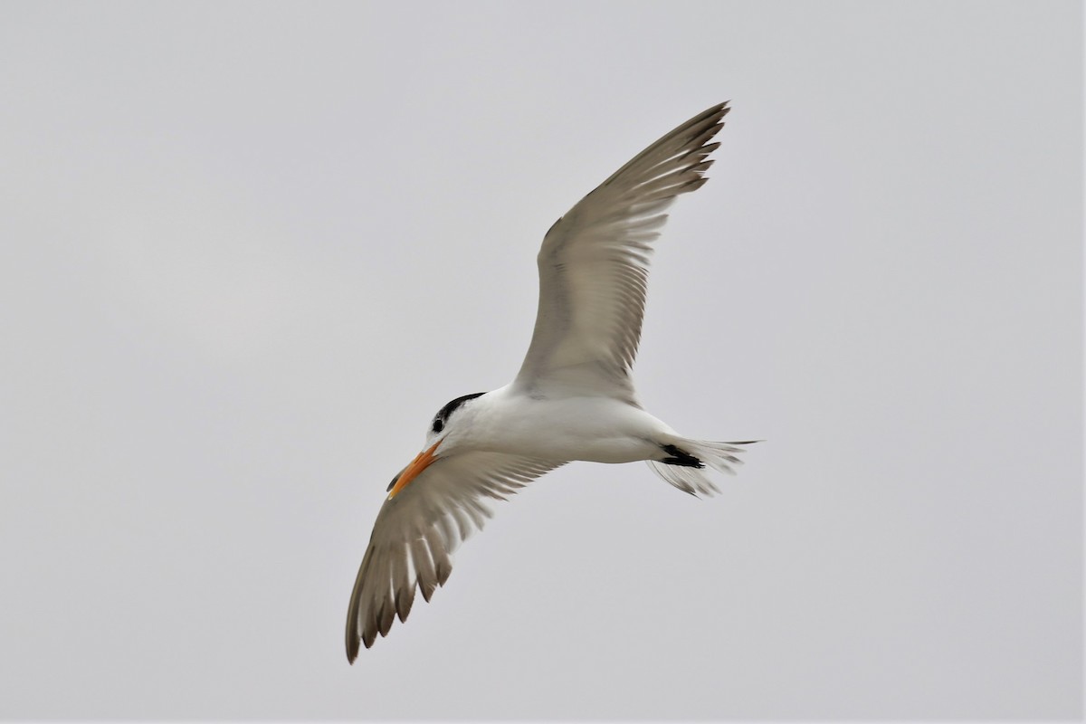 Royal Tern - 🦉Max Malmquist🦉