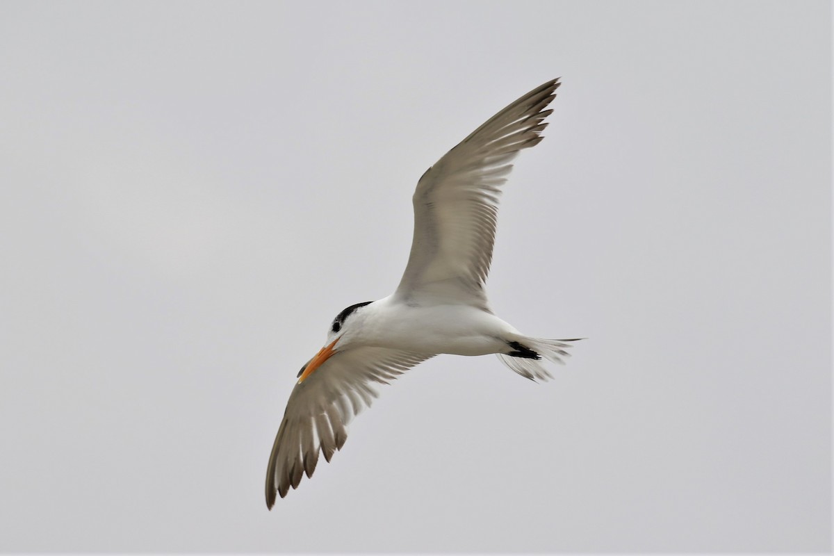 Royal Tern - ML326722151