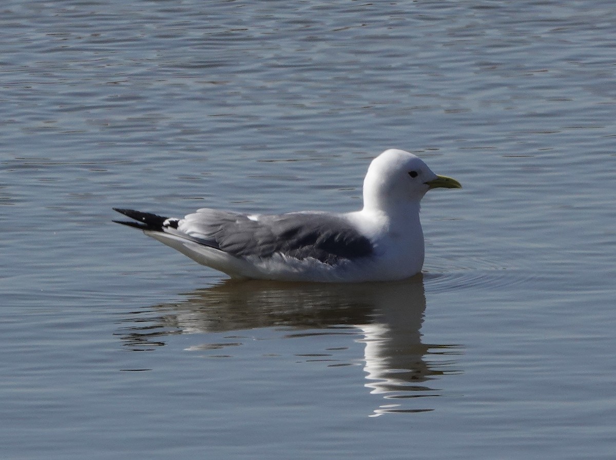 Mouette tridactyle - ML326724901