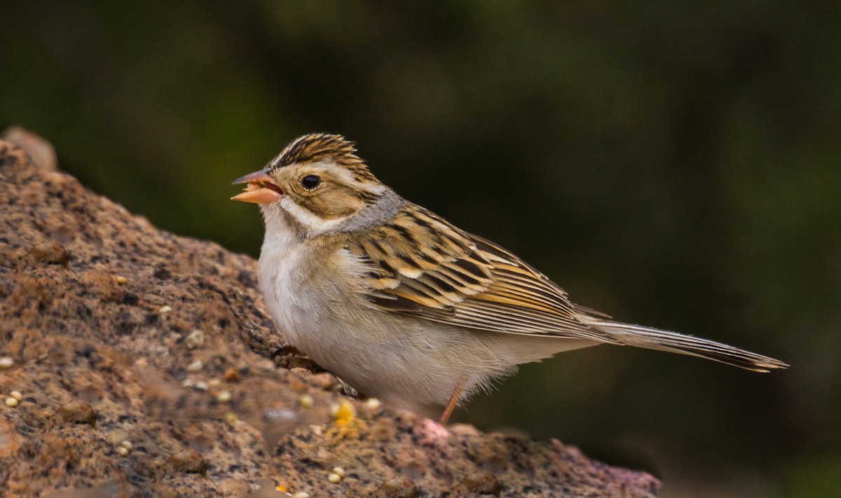 Clay-colored Sparrow - ML326725231
