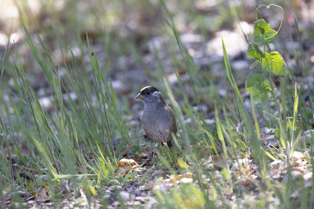 Golden-crowned Sparrow - ML326728691