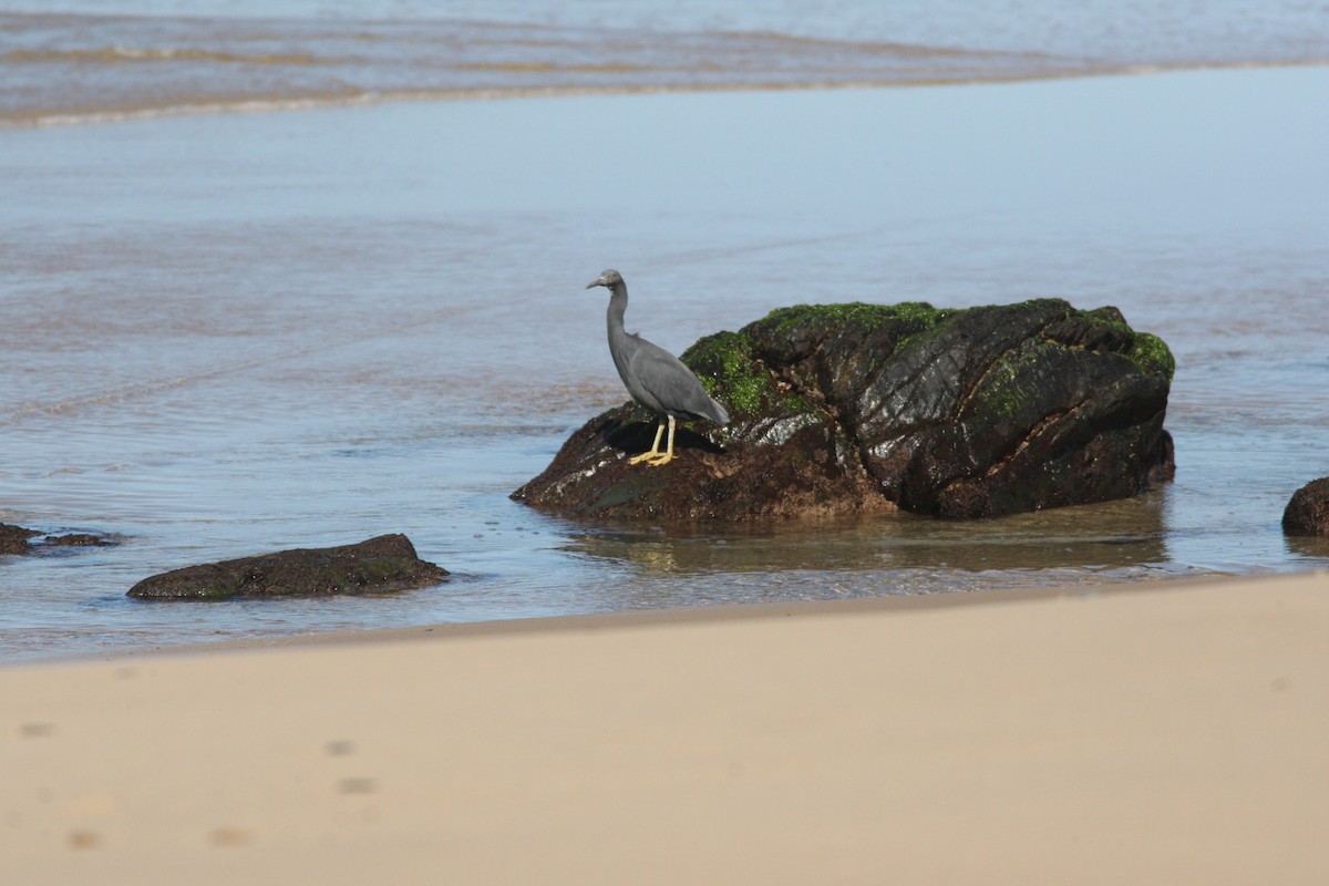 volavka pobřežní - ML32672981