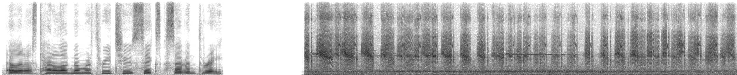 Gygis blanche (candida/leucopes) - ML32673