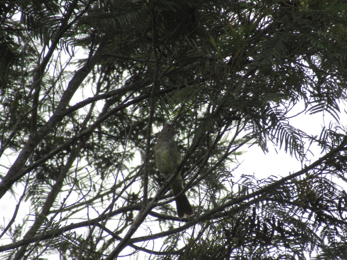 Yellow-bellied Elaenia - ML326730651