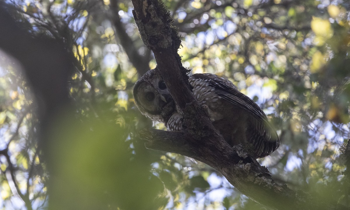 Spotted Owl - ML326730691