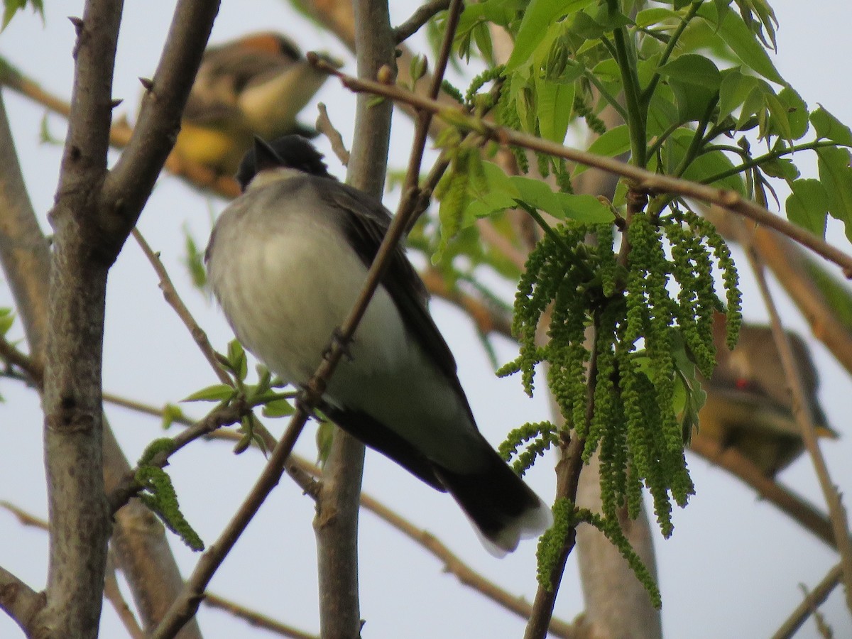 Eastern Kingbird - ML326733091