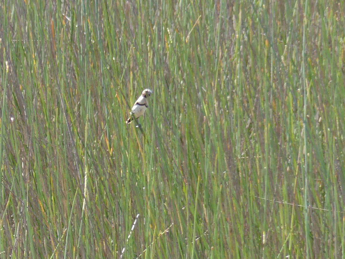 Chestnut-breasted Munia - ML326735191